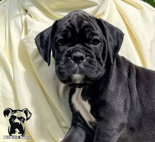 AKC Classic Seal Brindle