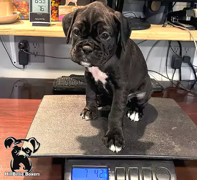 AKC Classic Seal Brindle