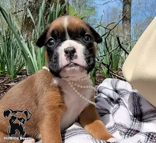 AKC Flashy Fawn