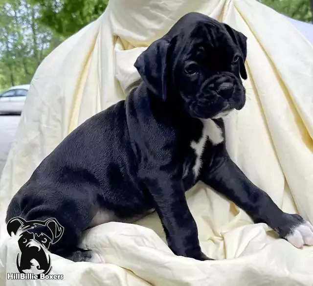 AKC Classic Seal Brindle