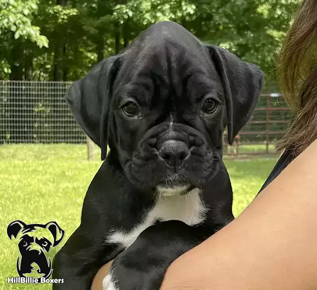 AKC Classic Seal Brindle