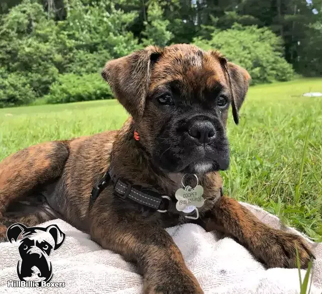 AKC Classic Brindle