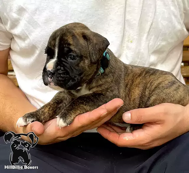 AKC Flashy Brindle