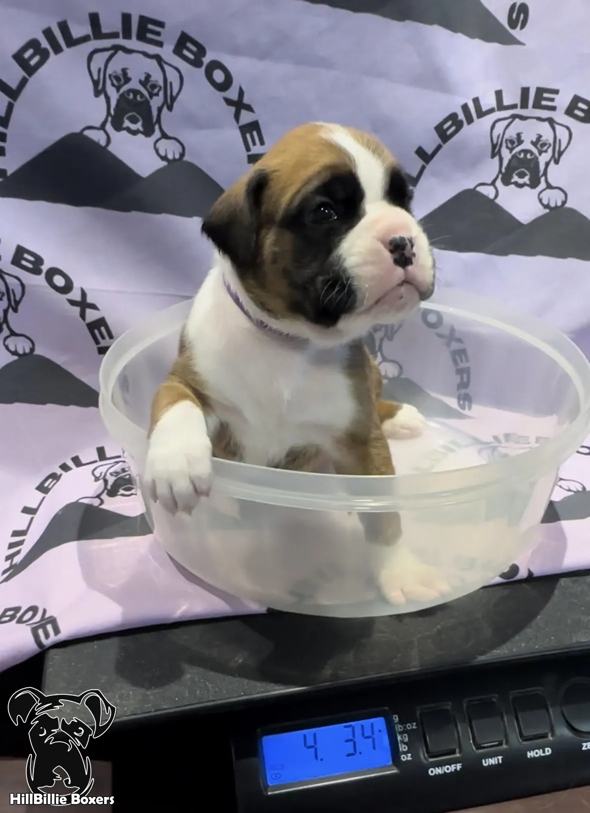 SOLD: AKC flashy fawn