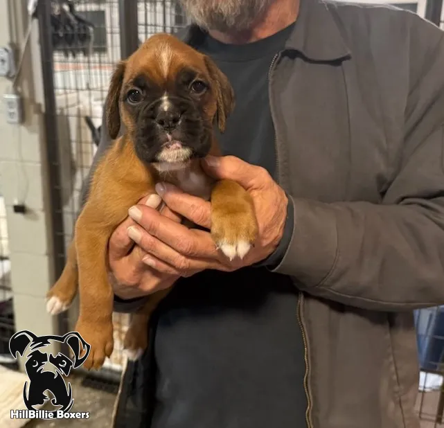 SOLD: AKC fawn