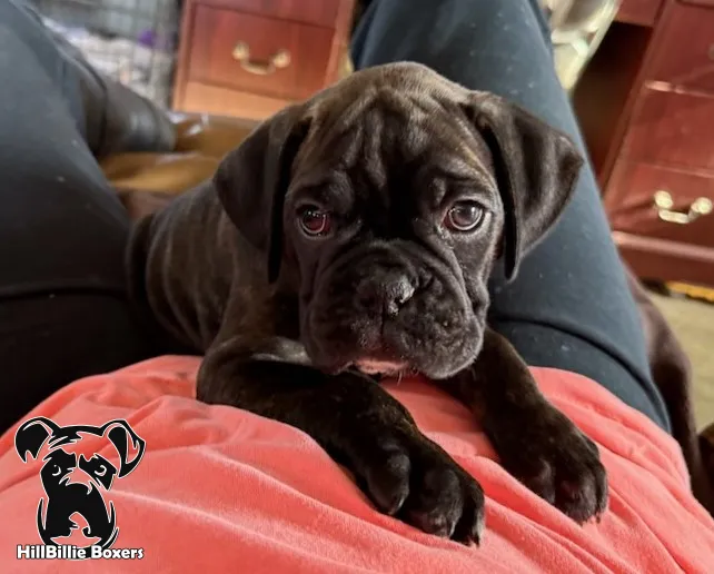SOLD: AKC classic dark brindle