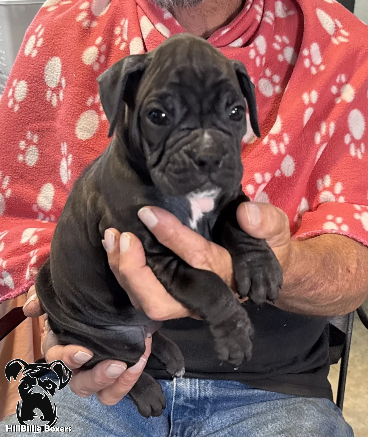SOLD: AKC seal brindle