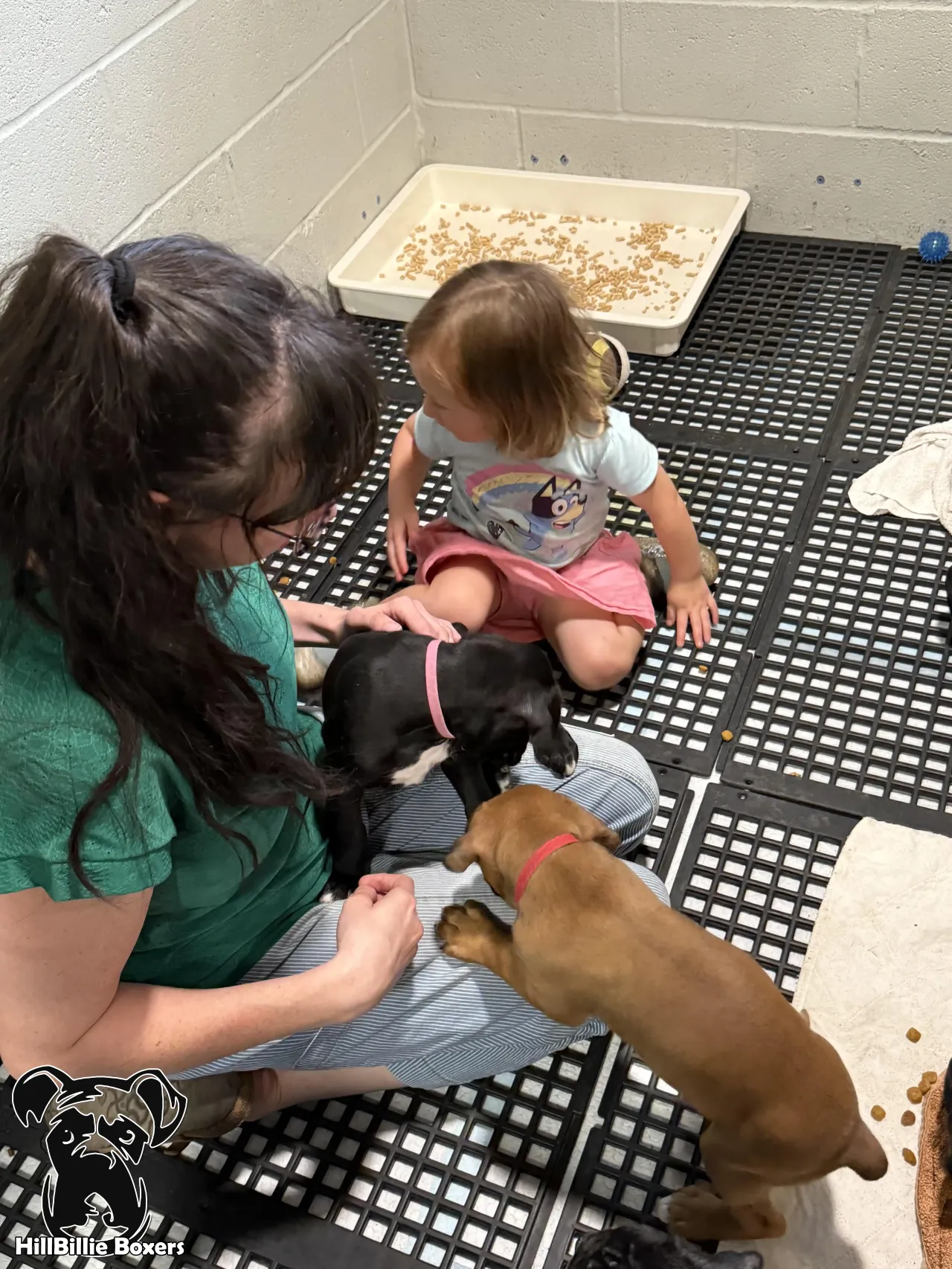 Happy Boxer Family